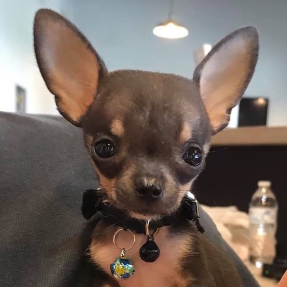 Meet your Posher, Jessie - Picture 4 of 6